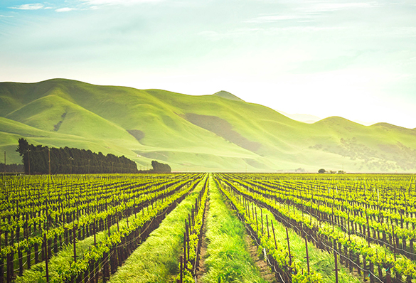 能源生態型處理工藝